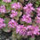 Thumbnail: Sedum Obstifolium var Listoniae