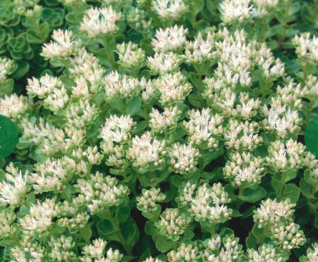 Sedum Spurium ‘Summer Snow’ from Plants Let's Grow