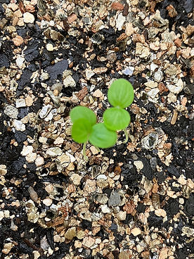 Native jute seedlings_edited_edited.jpg