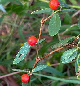 red berries.jpg