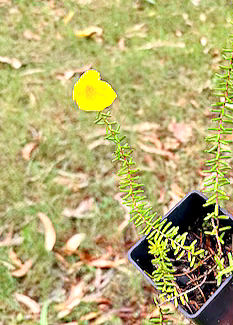 Hibbertia vestita_edited.jpg