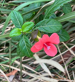 coral creeper_edited.jpg