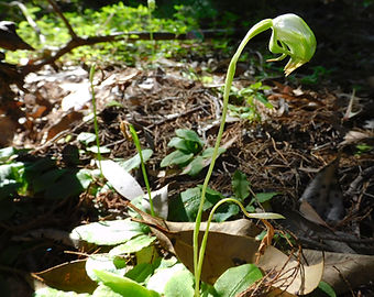 Greenhood Pterostylis nutans_edited.jpg
