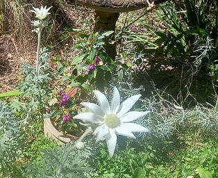 flannel flower_edited.jpg