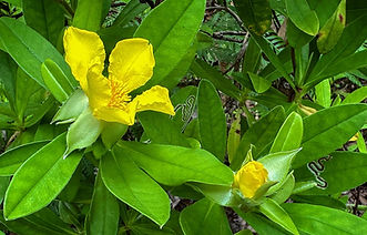 hibbertia scandens.jpg