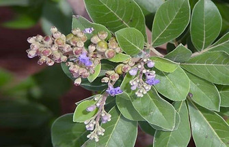 Vitex.jpg