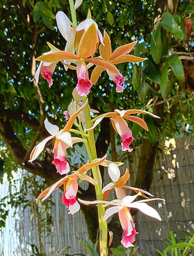 Phaius orchid Phillips Street_edited.jpg