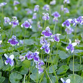 5 Violet.jpg