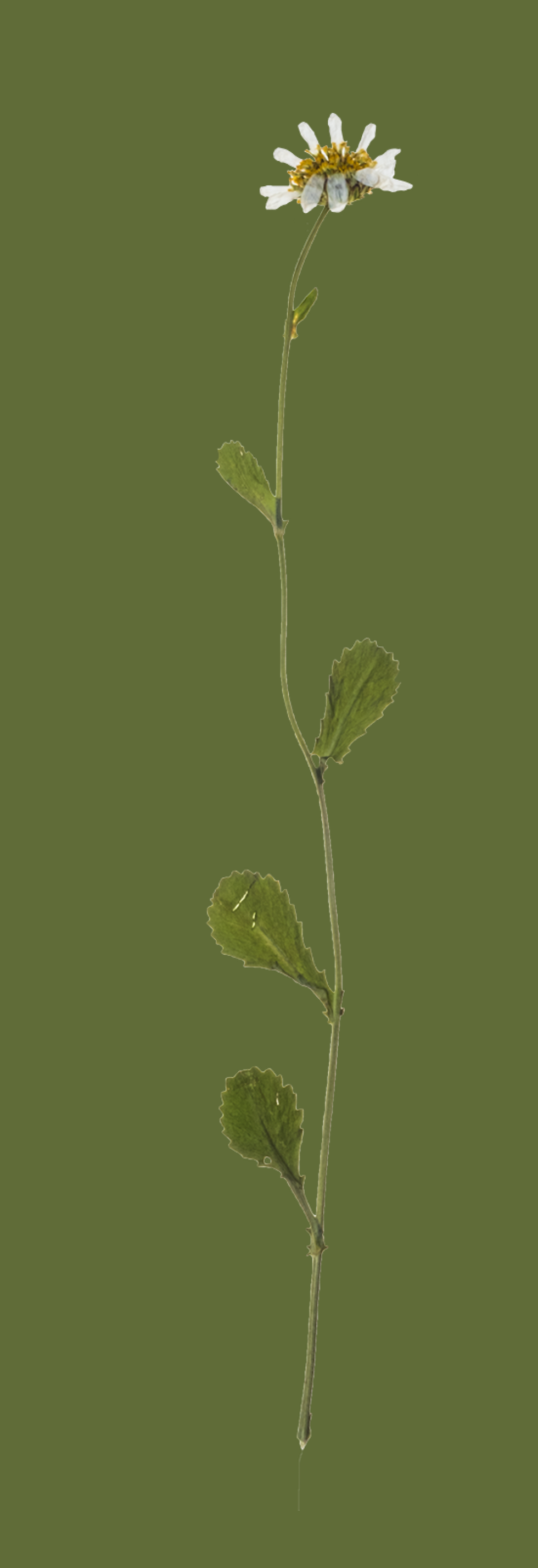 Design ohne Titel (39) Kopie.png