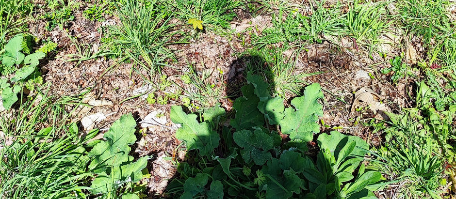 Mon bulletin santé, nouveau feuilleton