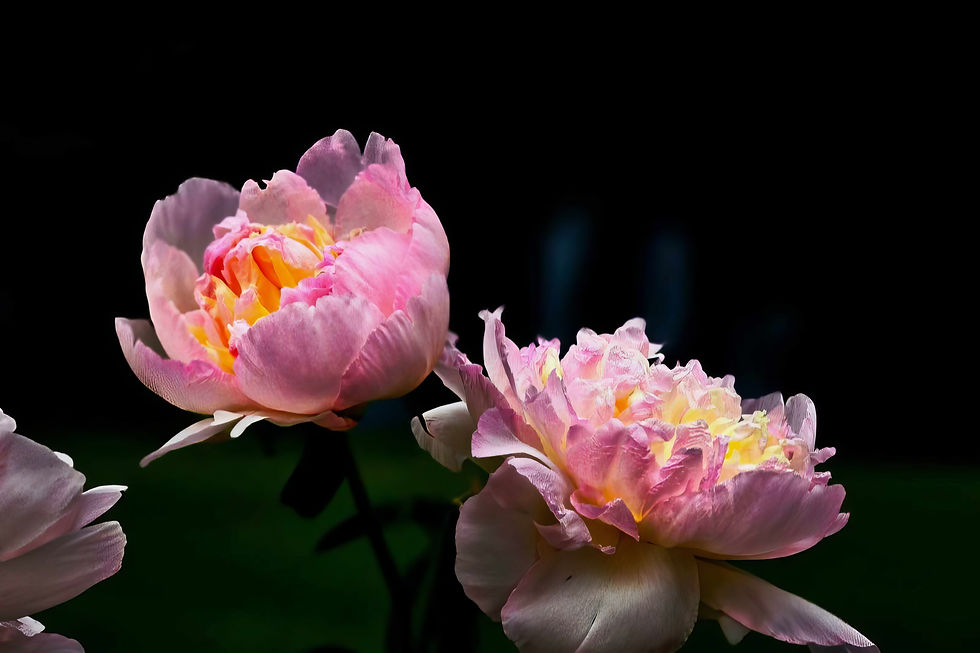 "Picture Perfect" Cell Phone Photography Immersive Workshop