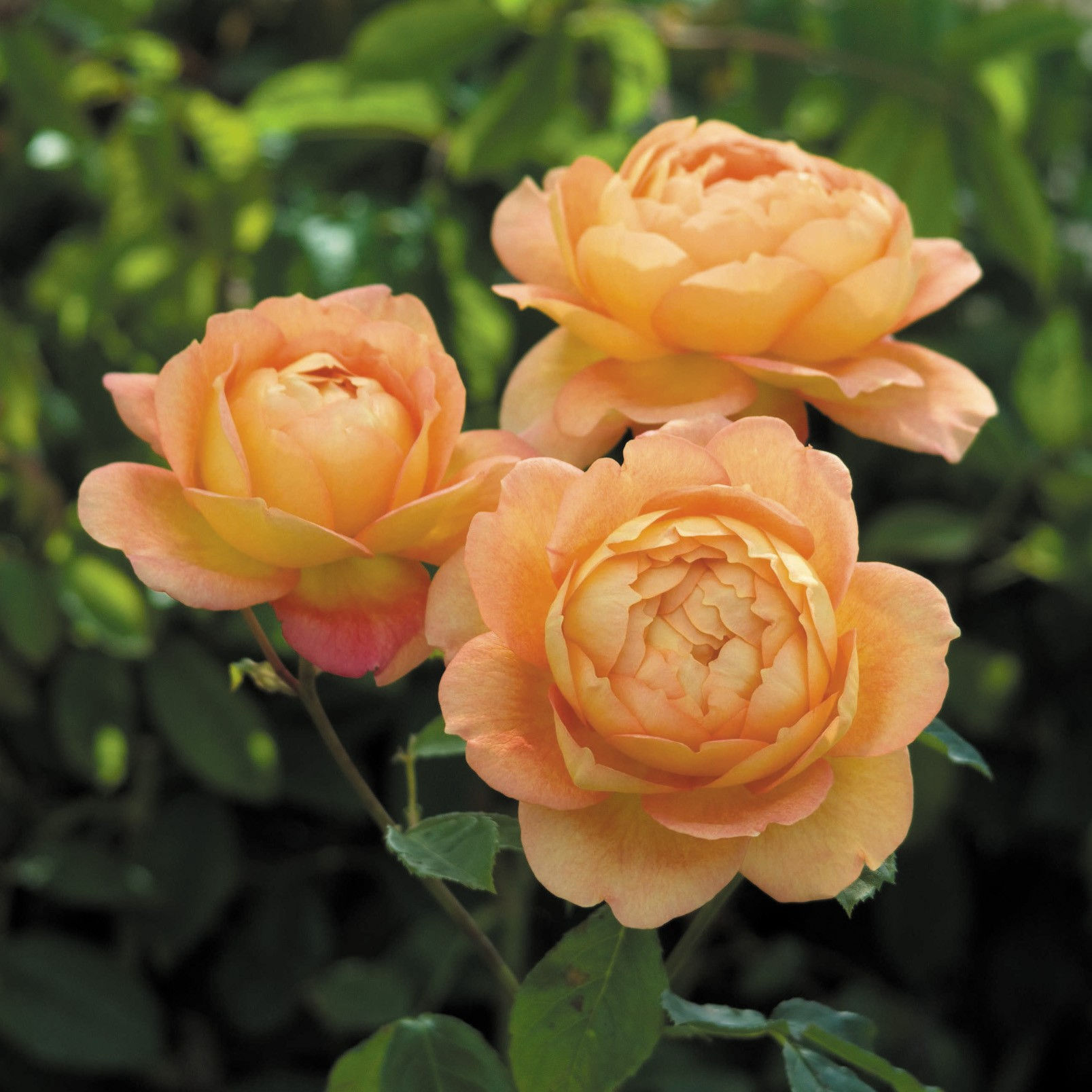 Lady of Shalott ®️