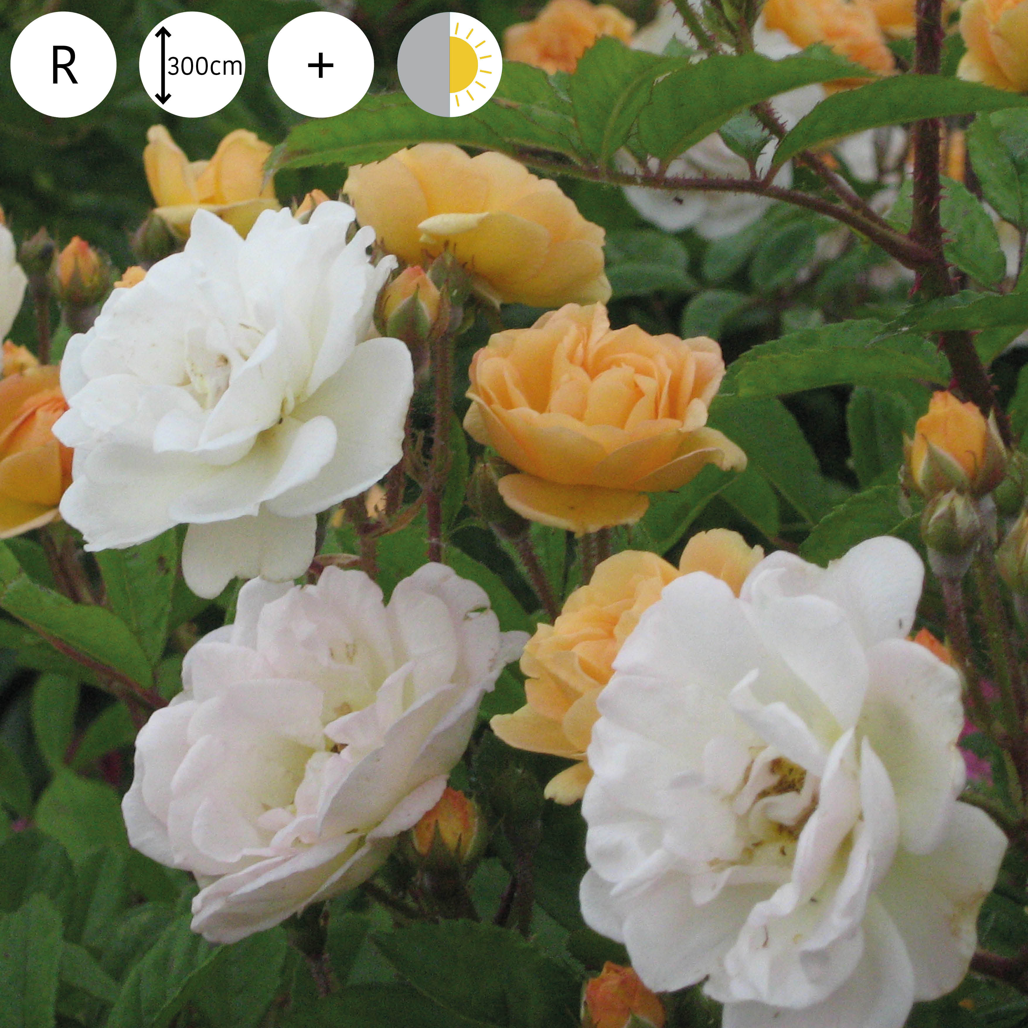 Ghislaine de Feligonde