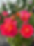 Miniature : Meillandecor Arlequin ®