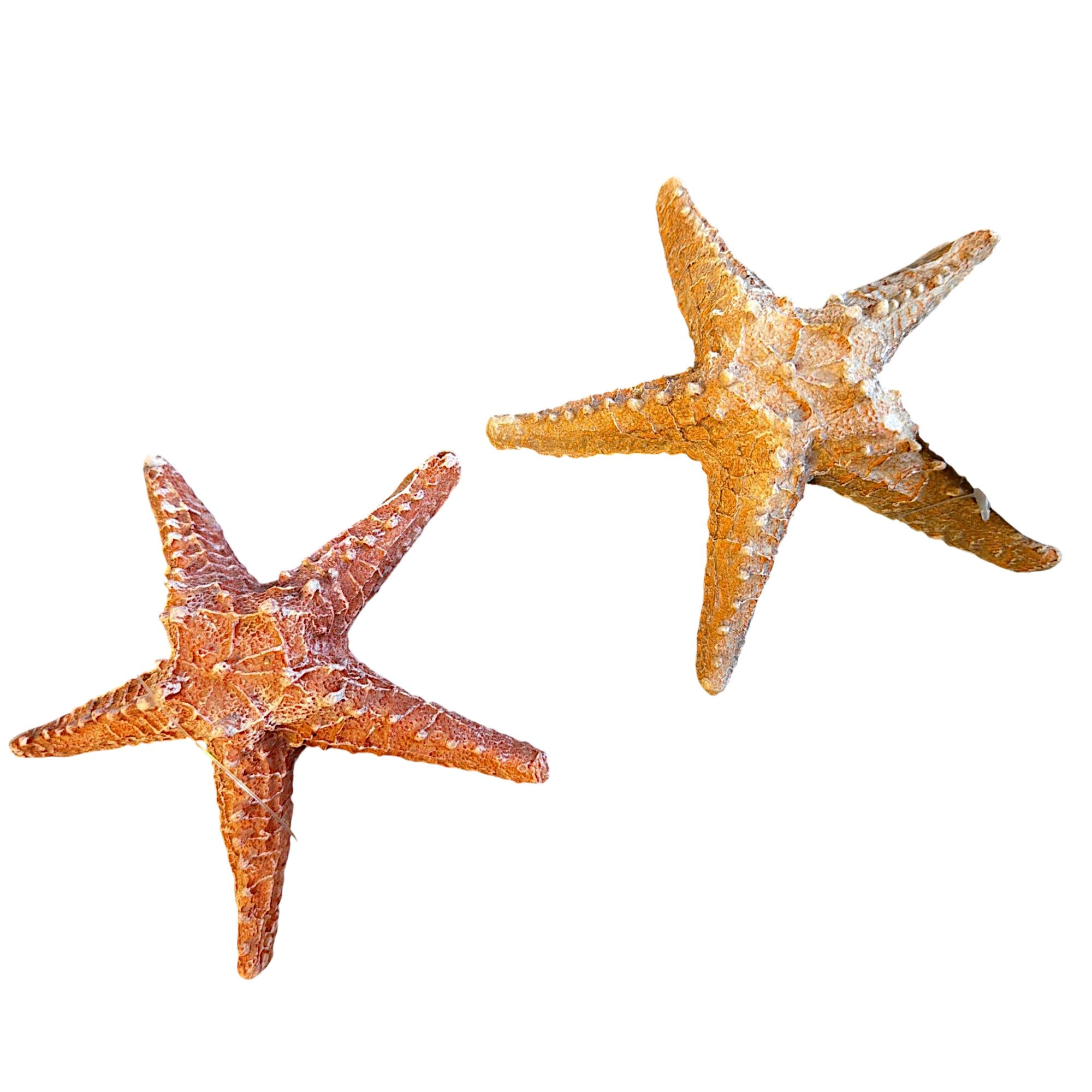 Starfish Resin 2 Colours