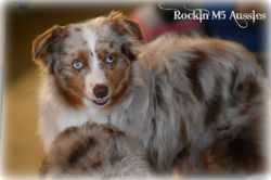 ASDR Cowtown Dog Show 009