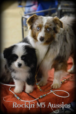 ASDR Cowtown Dog Show 002