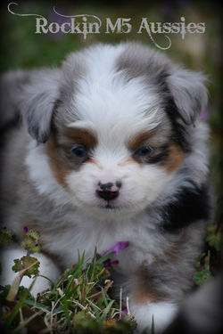 Hoot 2nd Litter 014