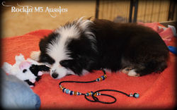 ASDR Cowtown Dog Show 082