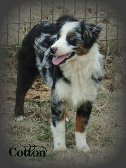 Male Merle Pups 043
