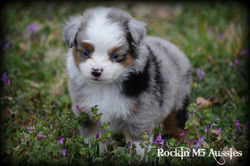 Hoot 2nd Litter 008