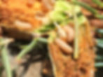 White Pine Weevil treatment Bozeman