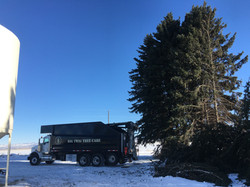 Big Twig Tree Care Bozeman Tree Removal Tree Service Belgrade Mt