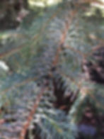 Pine Needle Scale control
