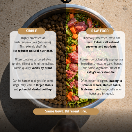 Kibble vs Raw: What’s Actually Better for Your Dog?