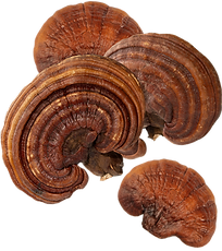 reishi mushrooms.png