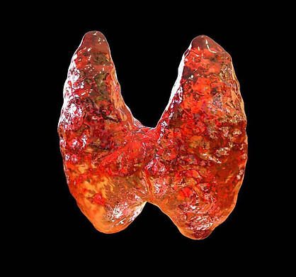 Thyroid
