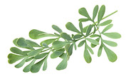 Green Plant Leaf_edited_edited_edited_ed