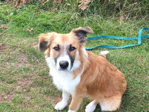 MALVERNS - THE ROAD LESS TRAVELLED - From Sheep to Snakes via Quarry and Fort