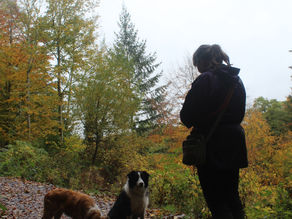 ALLEN BANKS AND STAWARD GORGE (NE47 7BP) - On the edge for dormice?