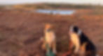 Two sheepdogs sit amongst the brown bracken and grasses on the slopes above Holburn Lake which is shining silver below