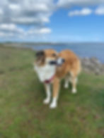 a red dog stands on a grass covered cliff - a sandy bay is behind him and another extends behind that one - pink sea thrift is visible behind
