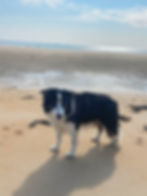 A black and white dog stands on a golden sandy beach with the sea glinting behind him - the sky is blue with fluffy clouds