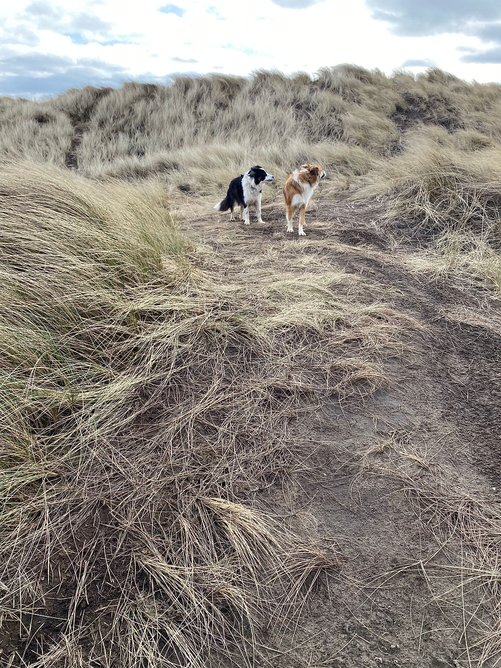 Two dogs stand together on the top of a sand dune - the marram grass is blowing in the wind. the dogs are looking behind them