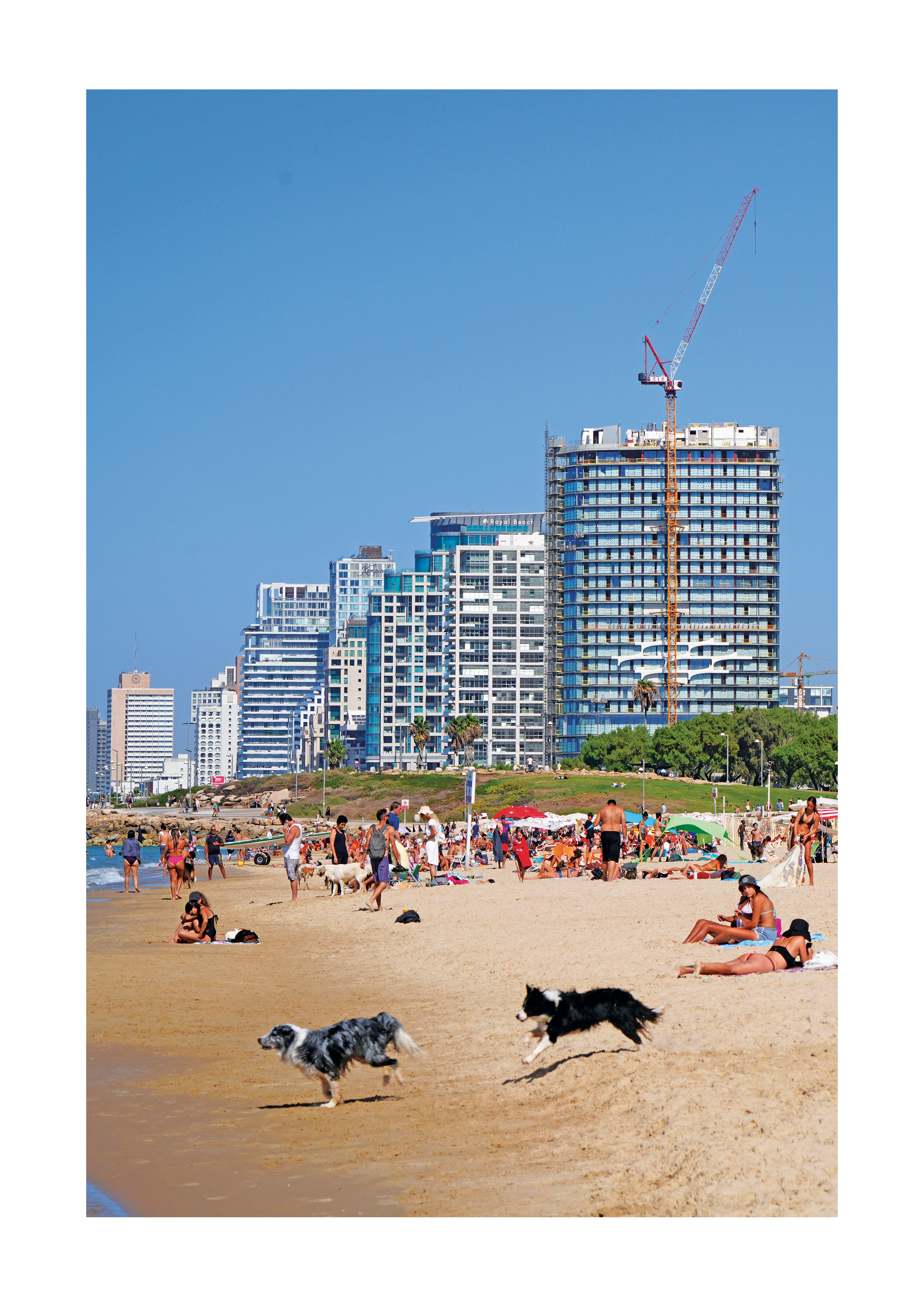 DOGS OF CHARLES CLORE BEACH-VERTICAL