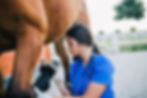 Veterinarian examining horse..jpg