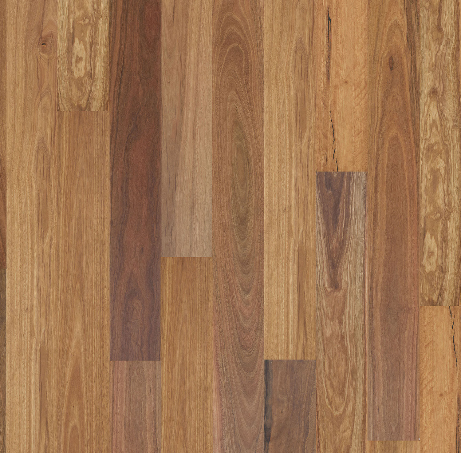 Eucalypt Collection - Spotted Gum - view 1