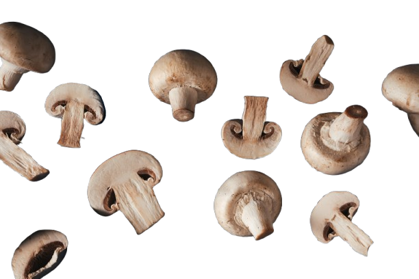 Champignons bruns frais, prêts à être cuisinés