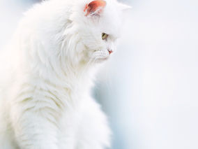 L'anthropomorphisme : un piège pour le chat...