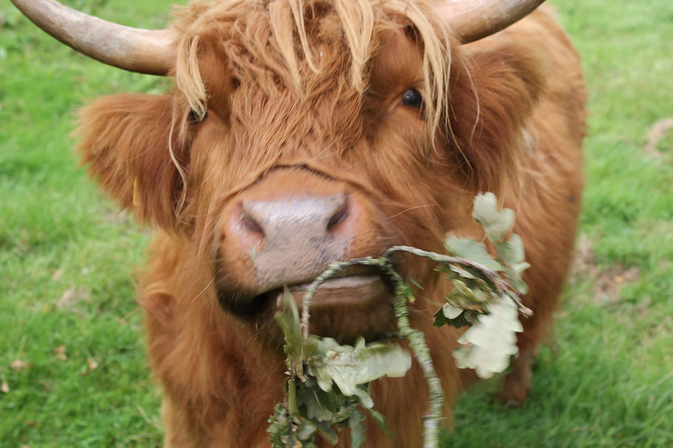 highland_cow