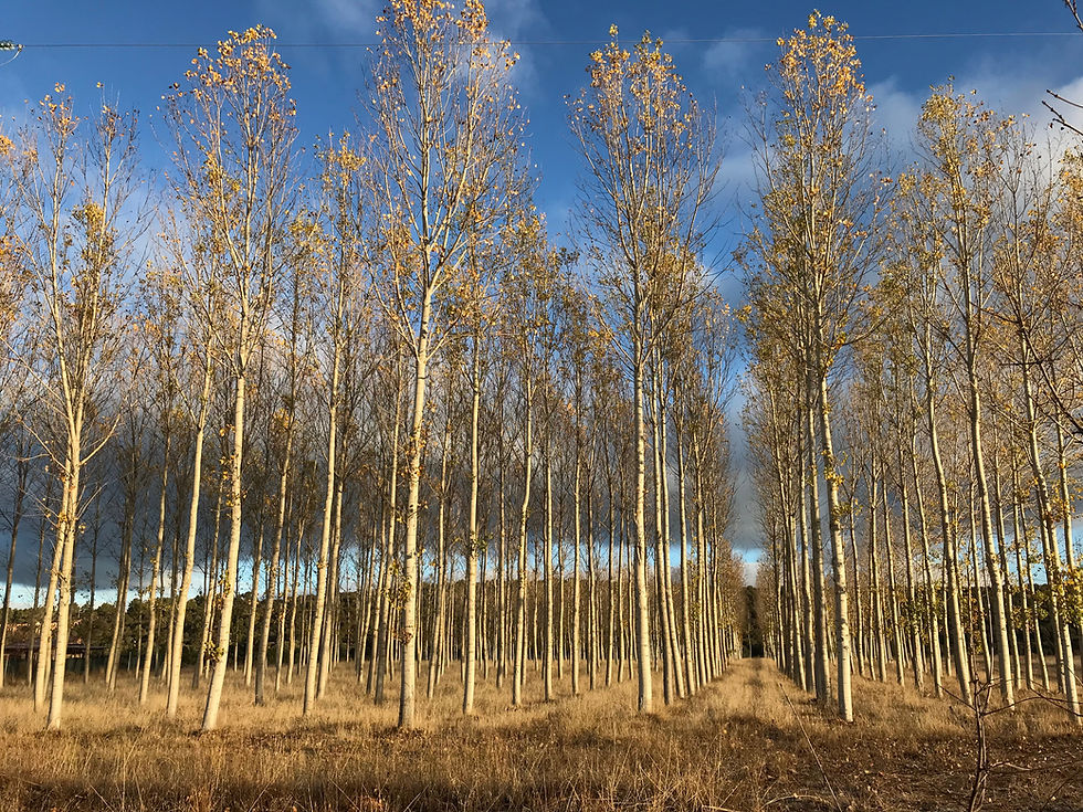 trees el camino spain