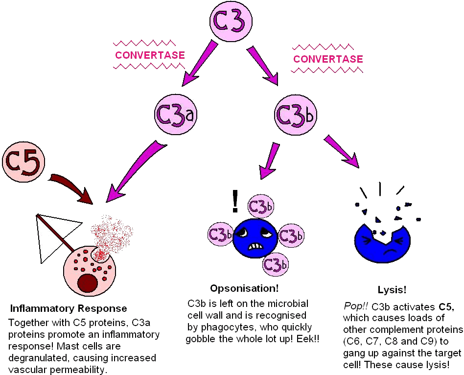 c3_convertase2.gif