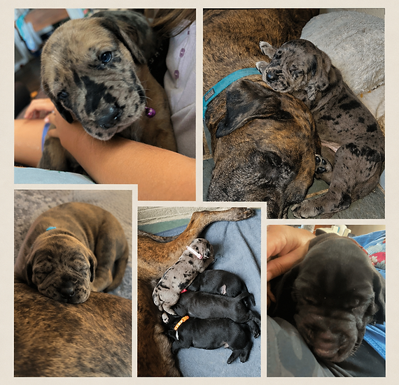 puppy collage.png