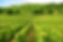 vineyard-france.jpg