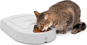 A cat eating 