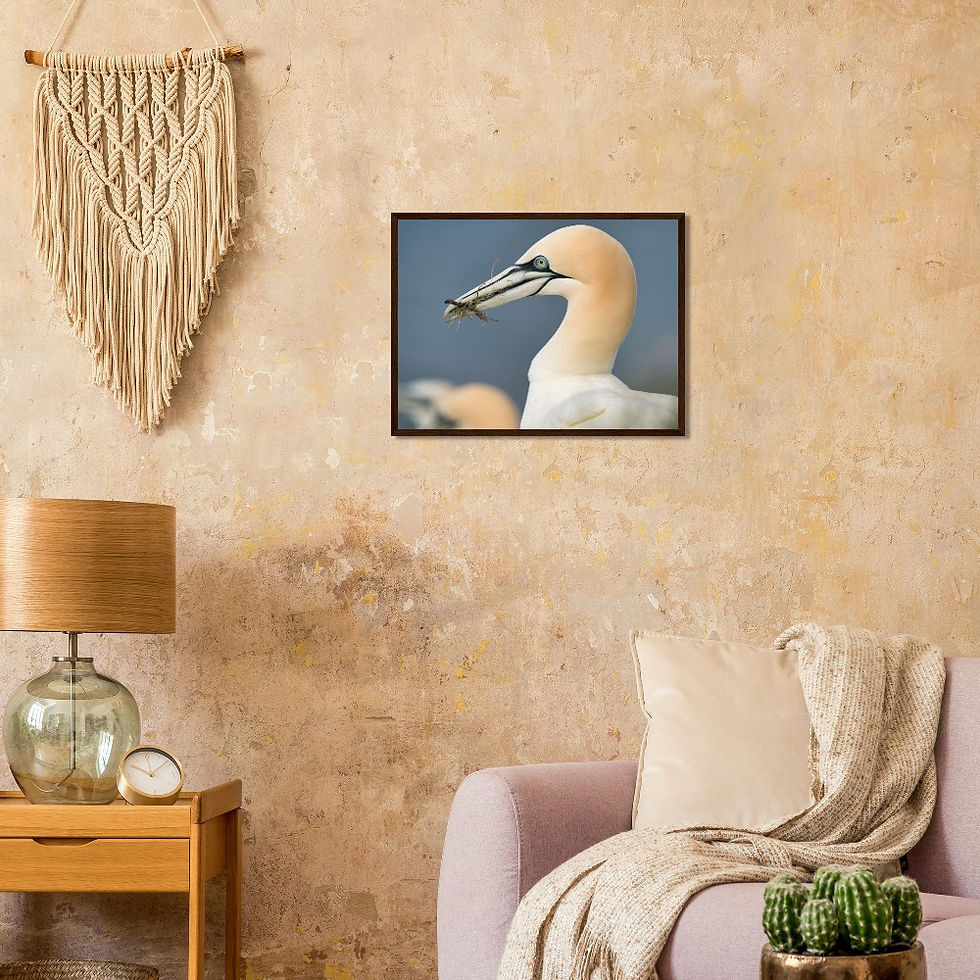 Thumbnail: Gannet Profile V1-Premium Matte Paper Wooden Framed Poster